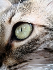 Stiina's green eye